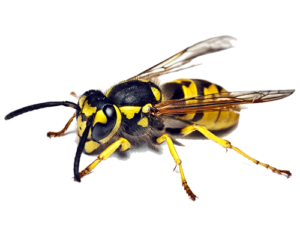 Nid de guepes